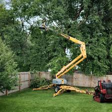 How Our Tree Care Process Works  in  Inverness, IL