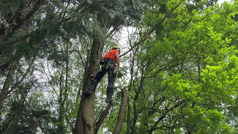 Trusted Inverness, IL Tree Removal Experts