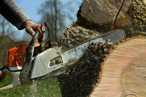 Best Hazardous Tree Removal  in Inverness, IL