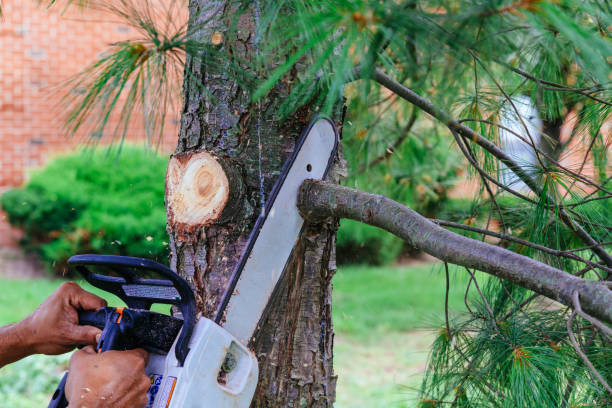 Best Tree Disease Treatment  in Inverness, IL